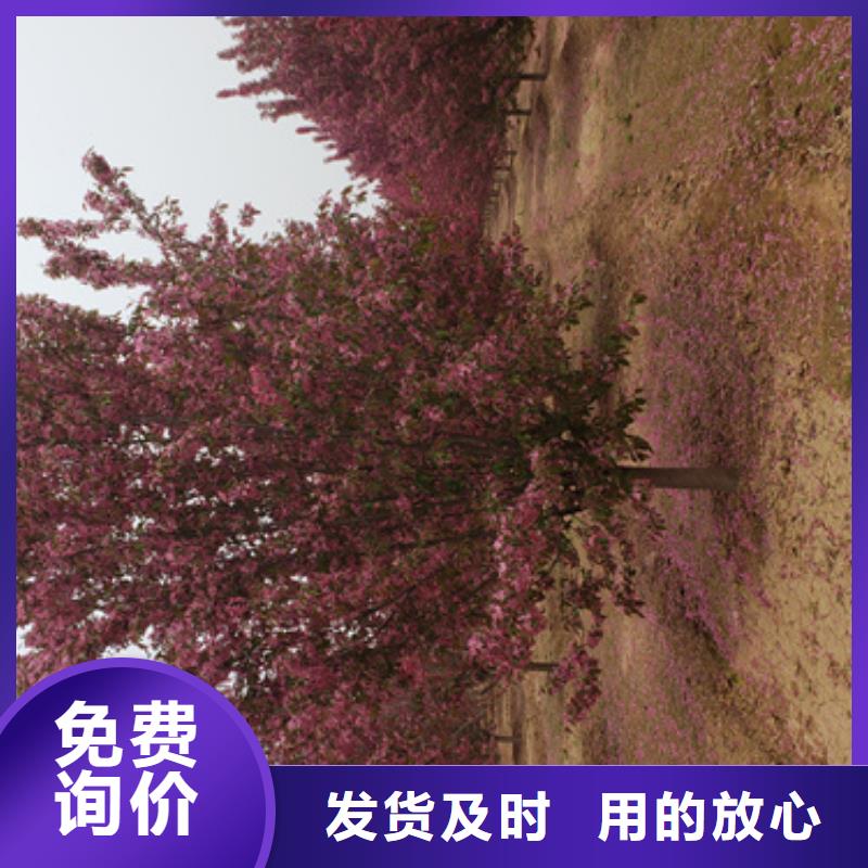 速生法桐放心选择绿化乔木