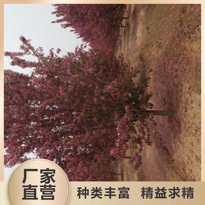 造型法桐企业-大品牌