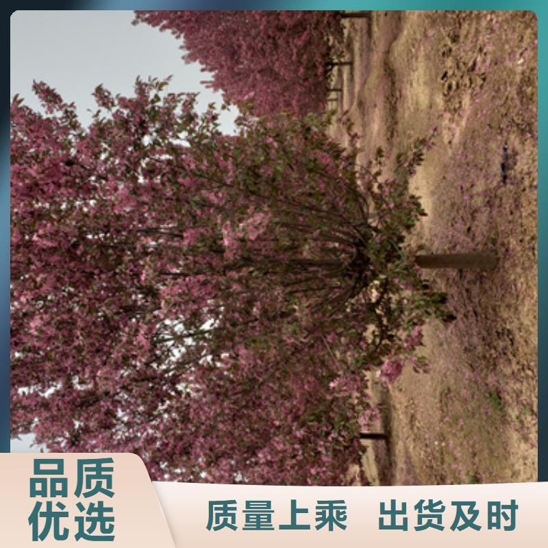 造型法桐厂家-规格全