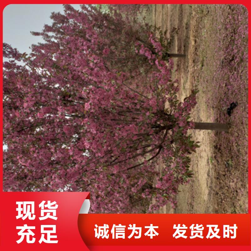 法桐秋紫白蜡厂家直销值得选择