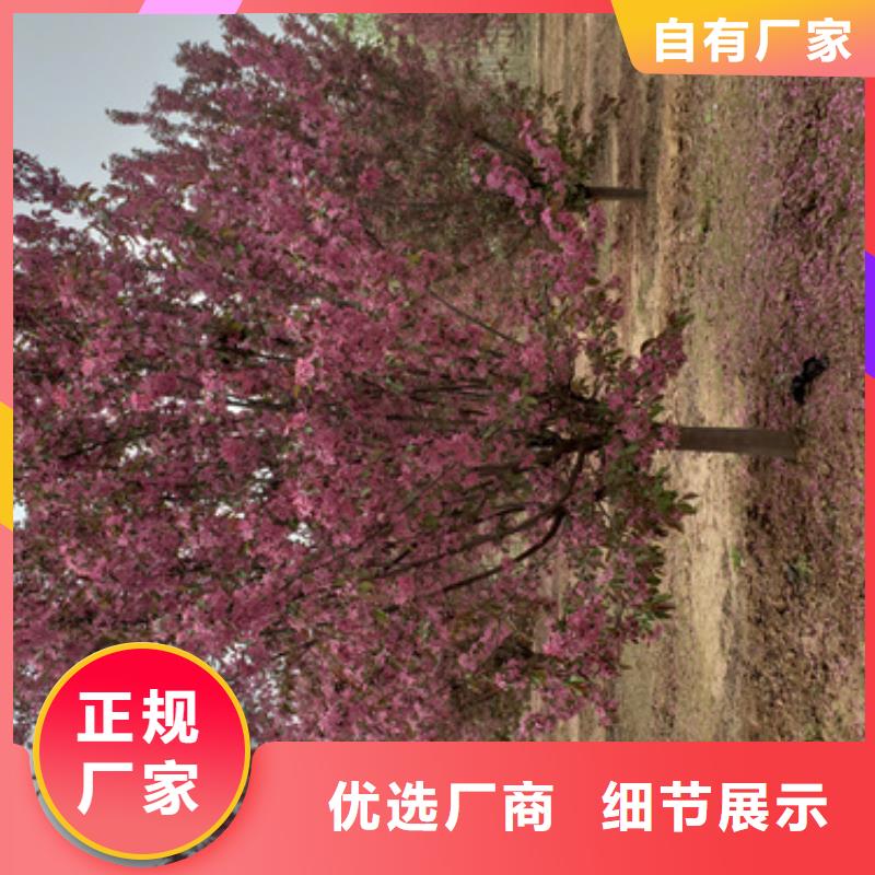 速生法桐工艺精致