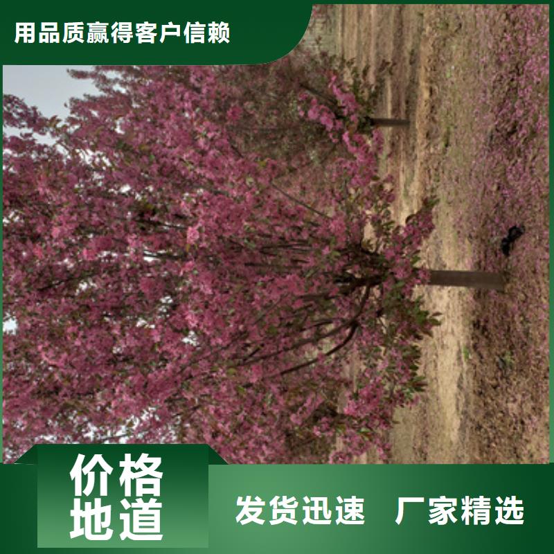 法桐_白蜡经销商