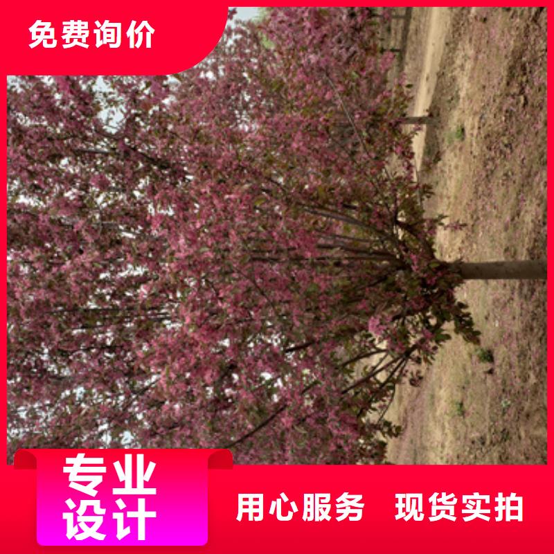 生产速生法桐的批发商