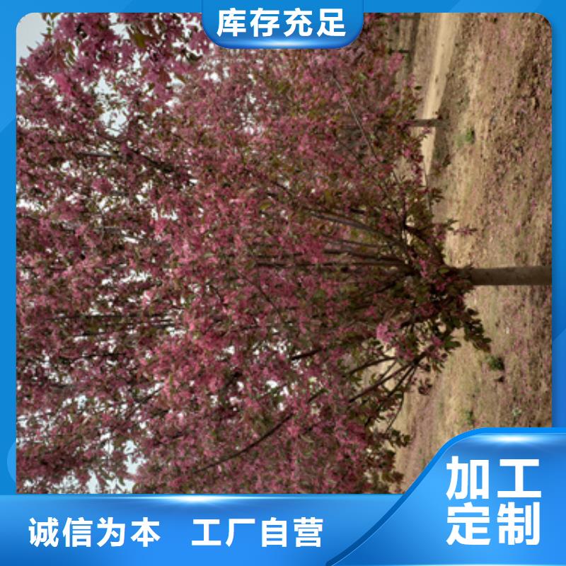 法桐价格现货齐全苗木基地