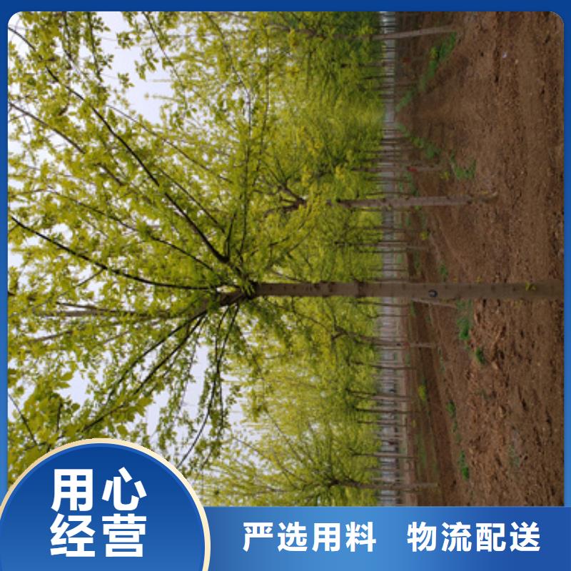 法桐质量放心绿化乔木