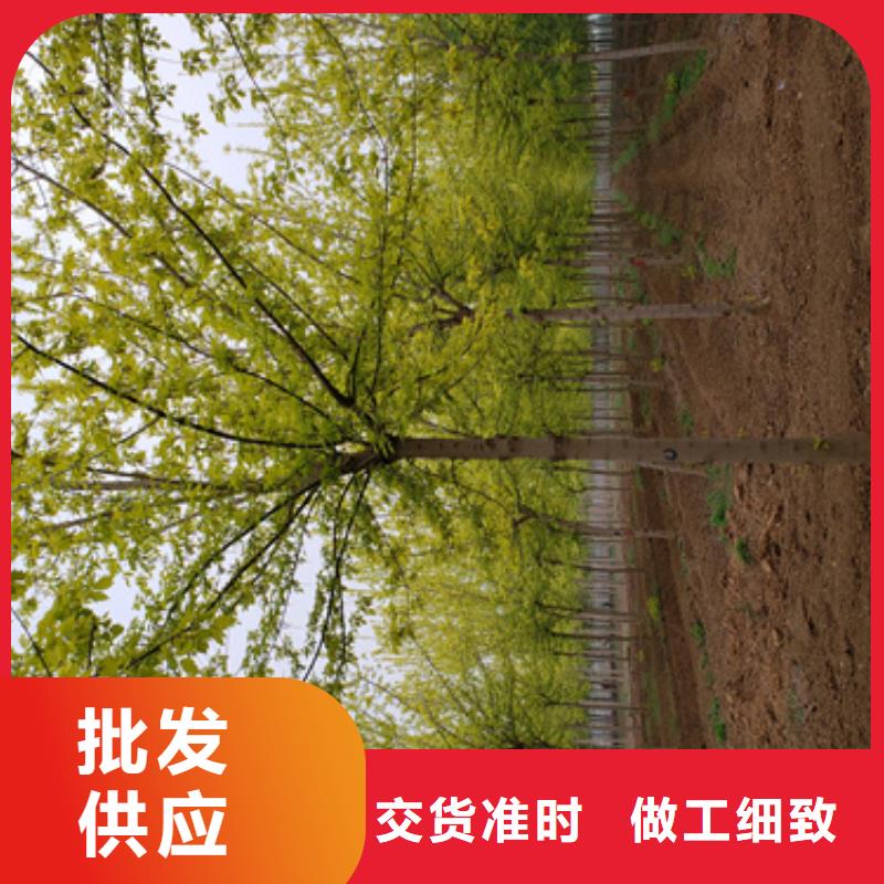 销售造型法桐_优质厂家