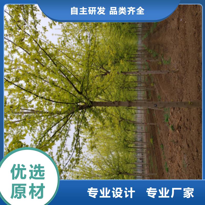 法桐小苗货源充足绿化乔木