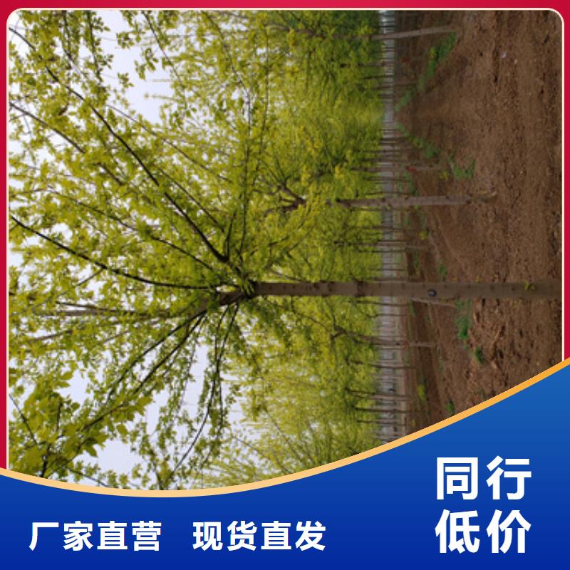 现货供应速生法桐_优质厂家