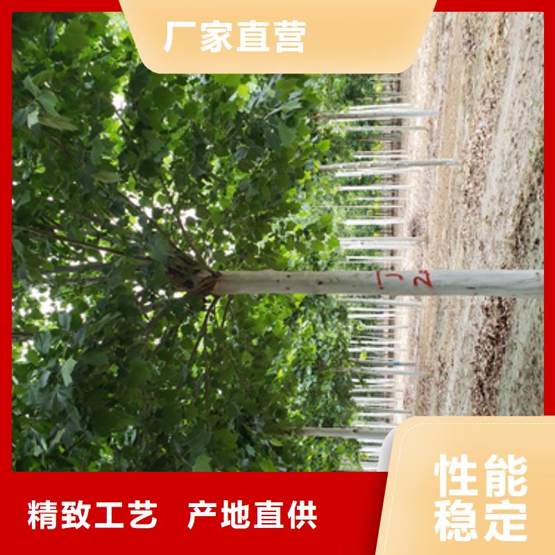 速生法桐发货快品质高