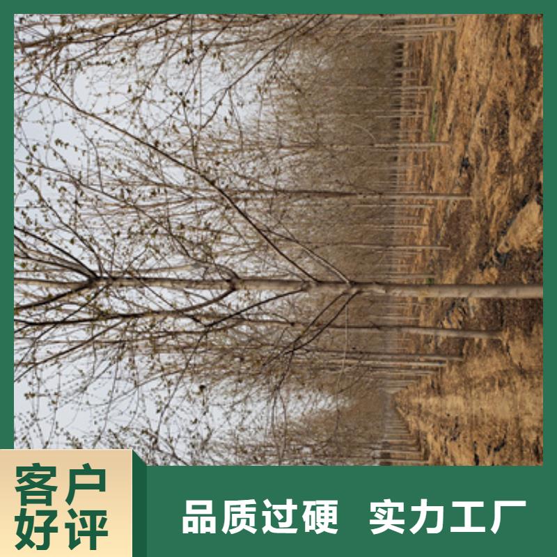 质量优的造型法桐厂家