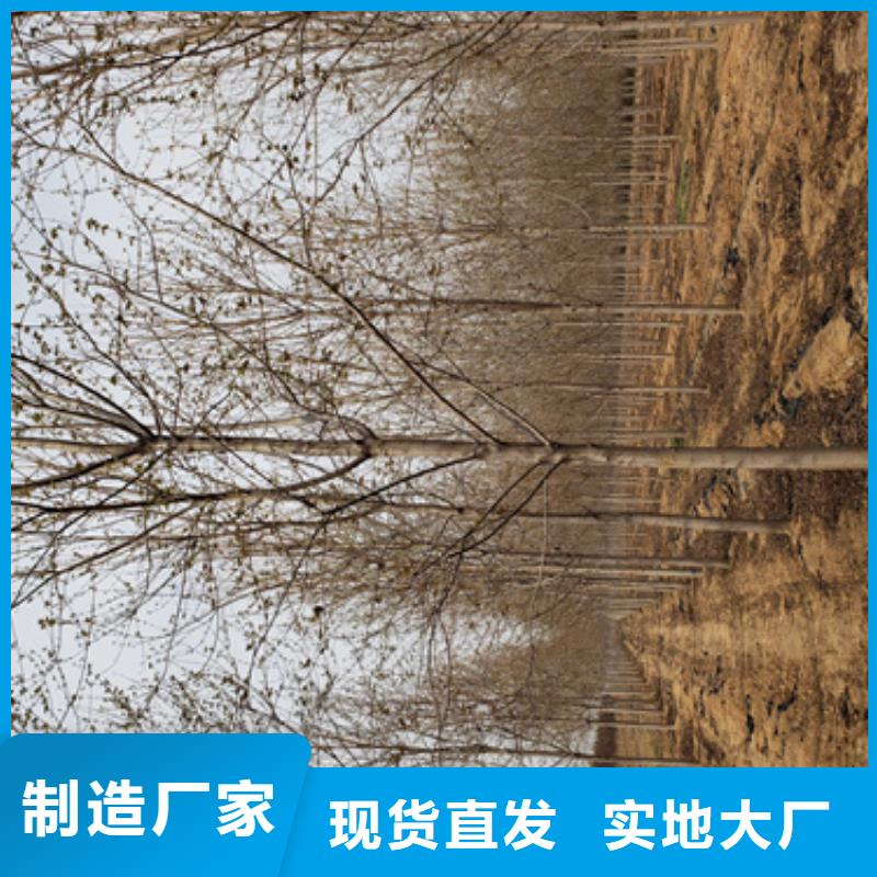 法桐-法桐质量有保障