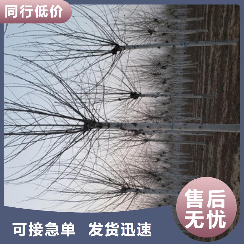 法桐品质商家