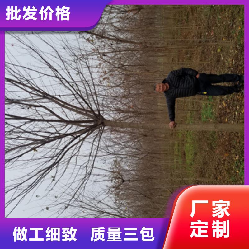法桐小苗可随时发货