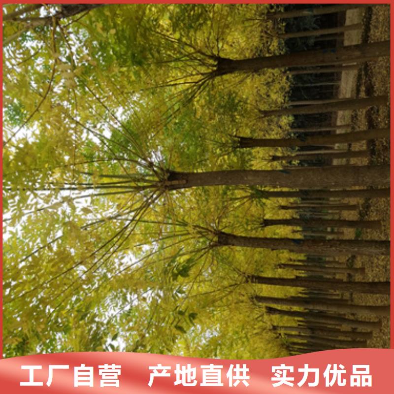 法桐供货及时保证工期