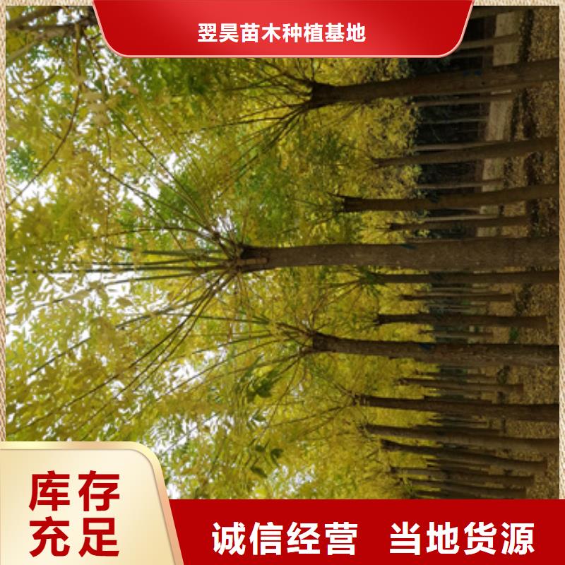 法桐价格放心购买绿化苗木