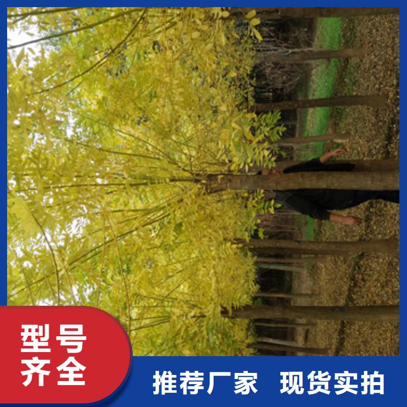 法桐批量采购