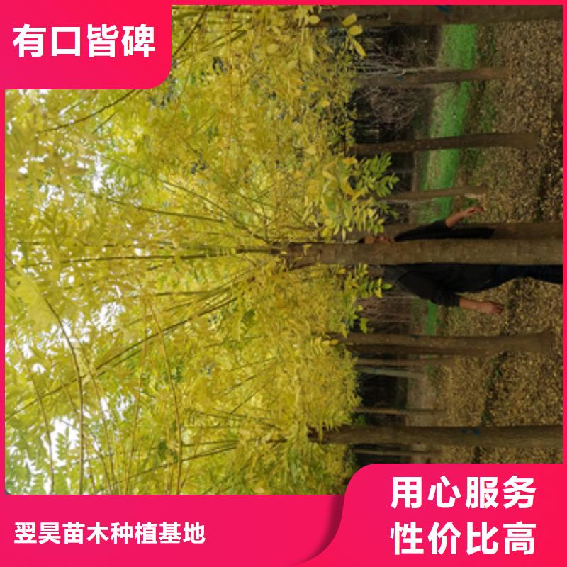法桐小苗可随时发货