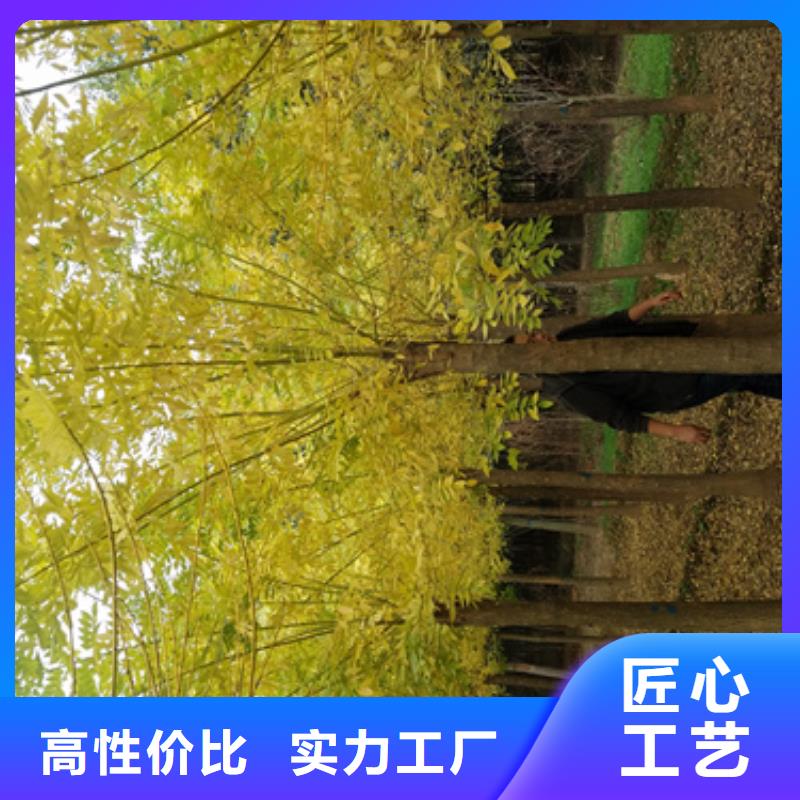 批发法桐行情的基地