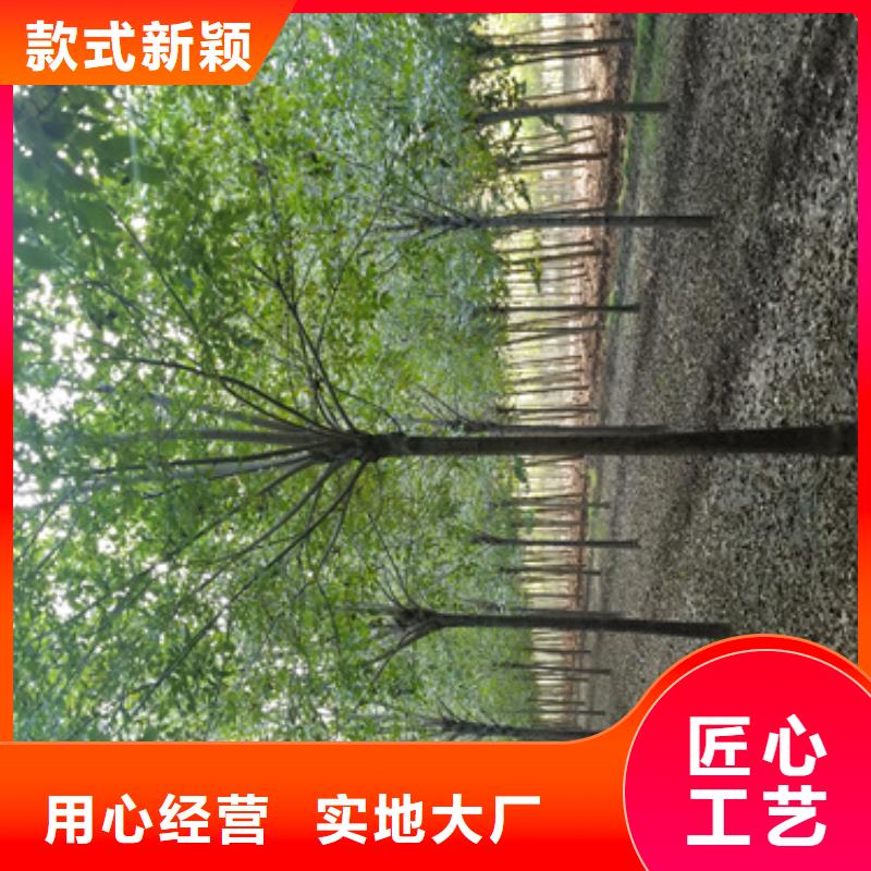 法桐种植基地绿化苗木