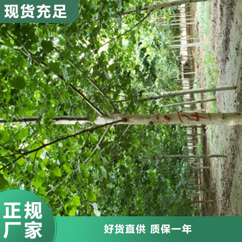 选购造型法桐-现货充足有保障