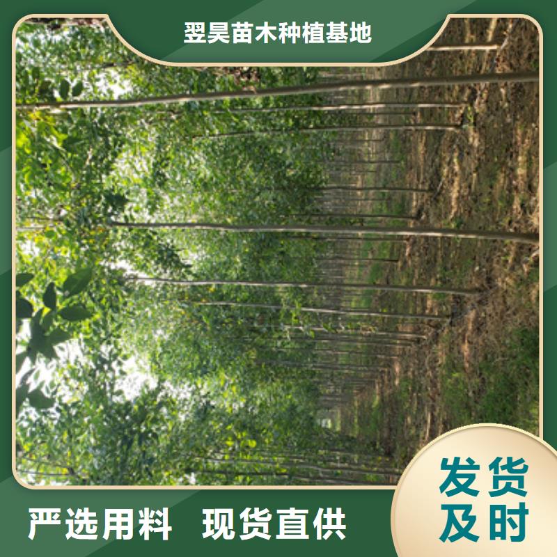 速生法桐放心选择绿化乔木