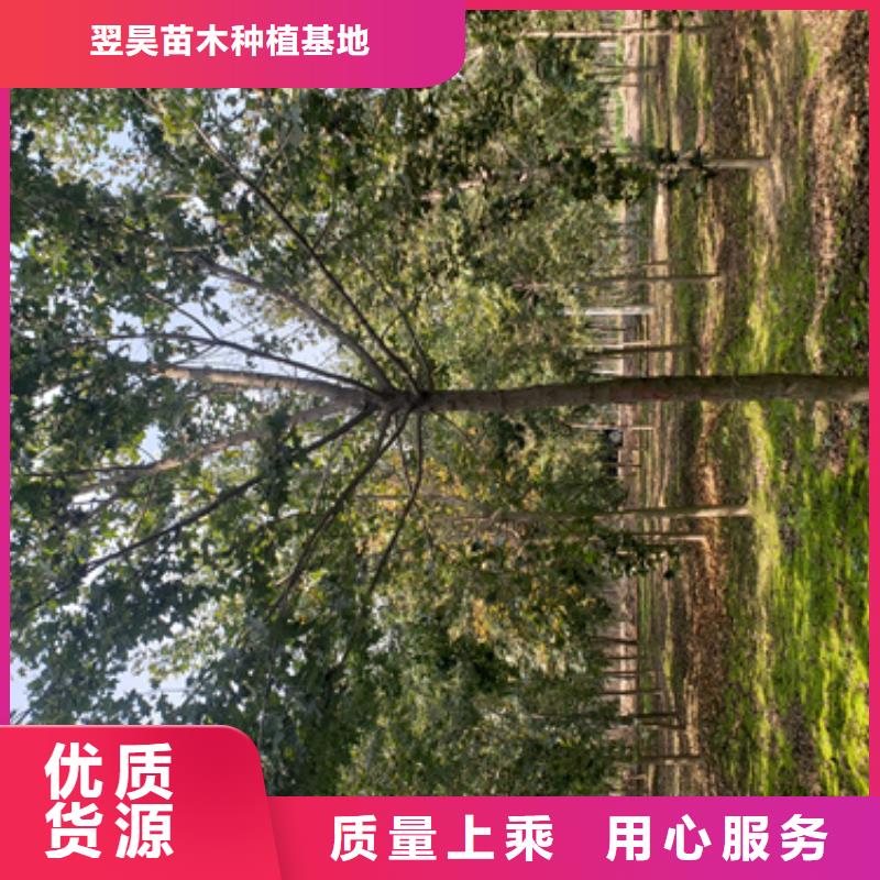 常年供应速生法桐-报量