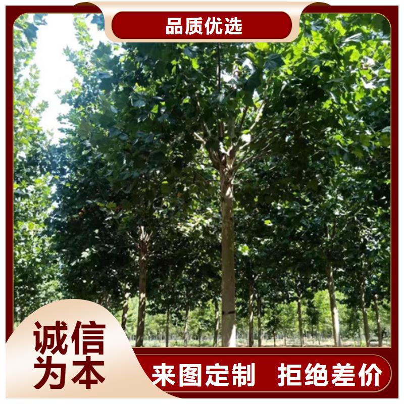 造型法桐个性化定制