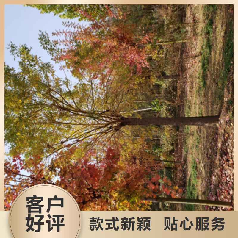 造型法桐-造型法桐售后保证