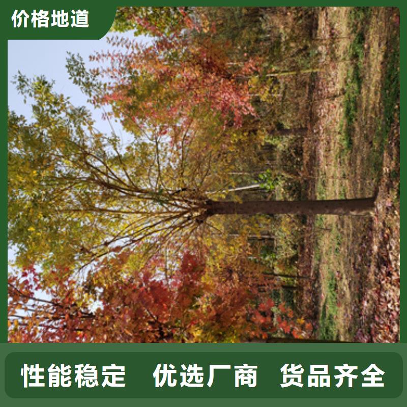 库存充足的法桐小苗厂家