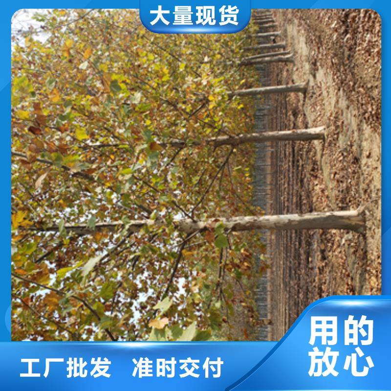 专注制造法桐厂家