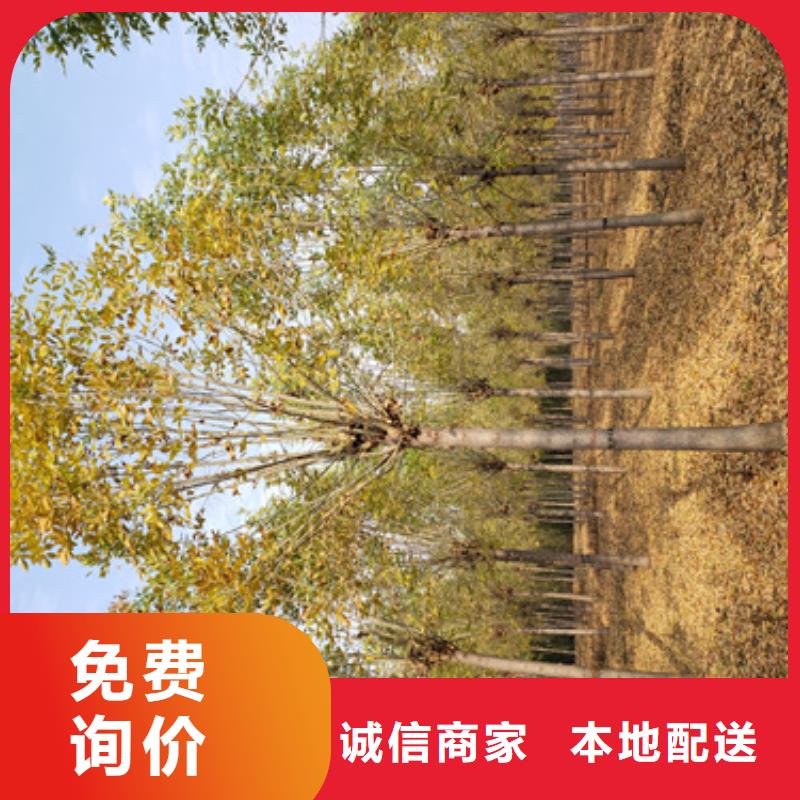 价格行情:法桐