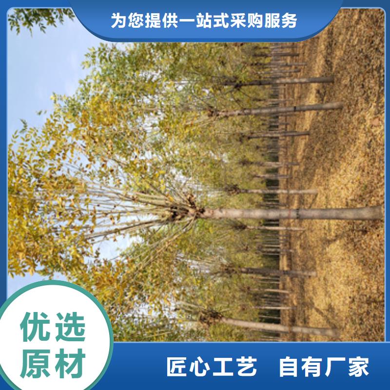 购买造型法桐满意后付款