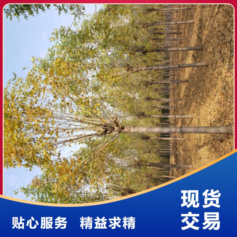 质量可靠的法桐行情厂家