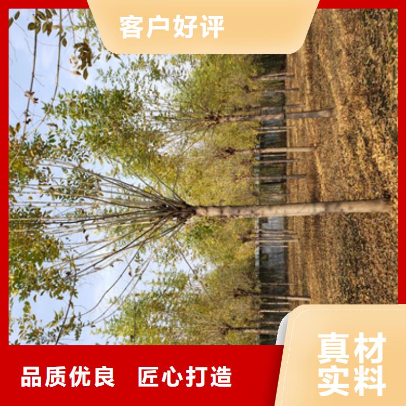 法桐价格实在的厂家