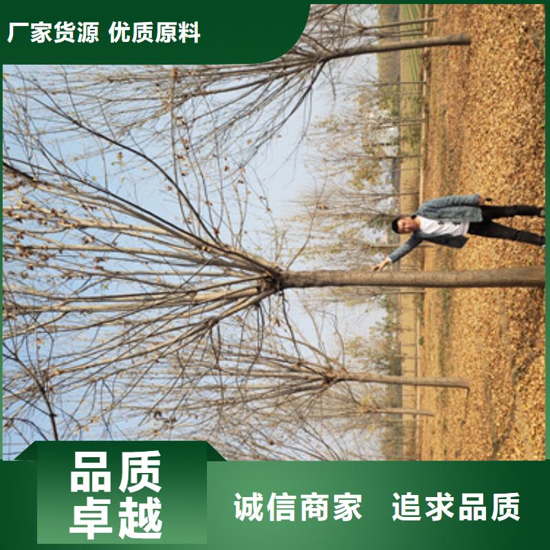 重信誉法桐供货商