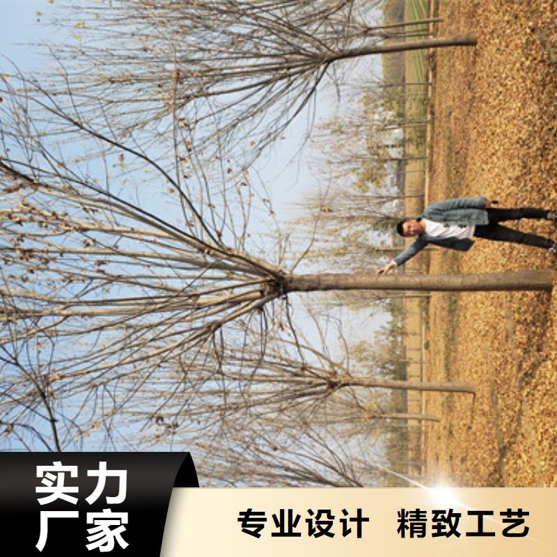 法桐小苗售后完善