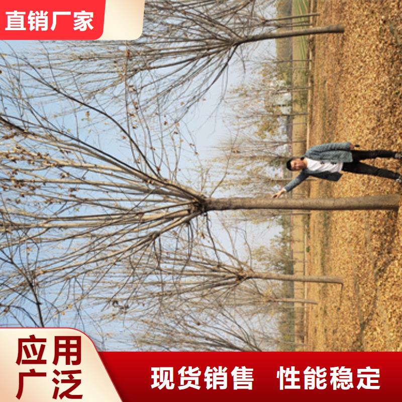 法桐供货及时保证工期