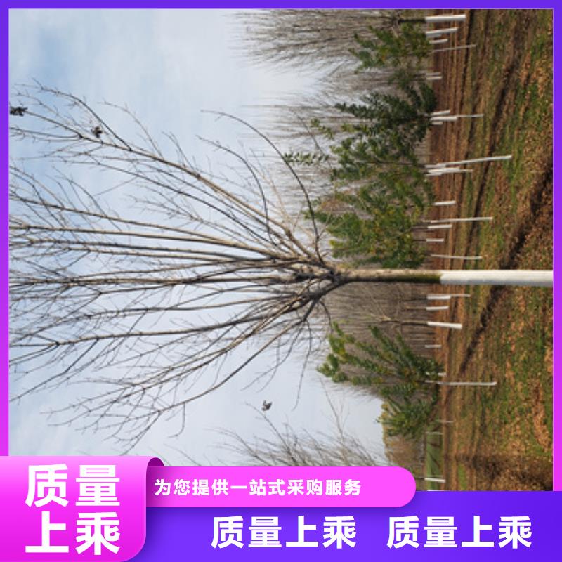 法桐品质商家