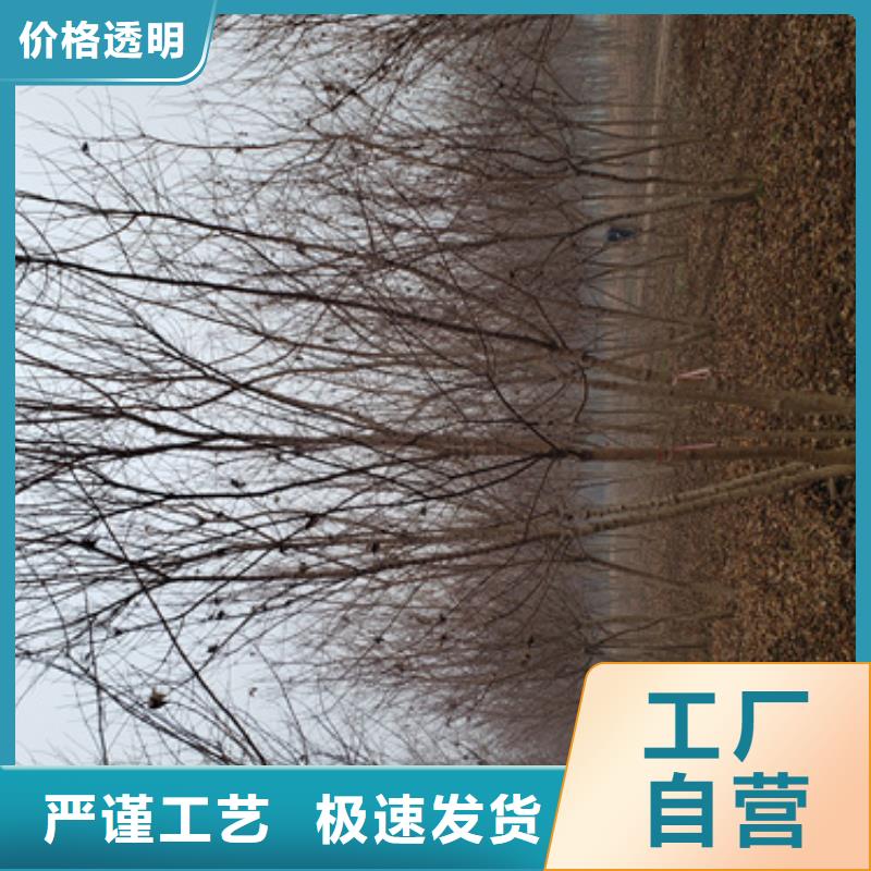 经验丰富的法桐行情基地