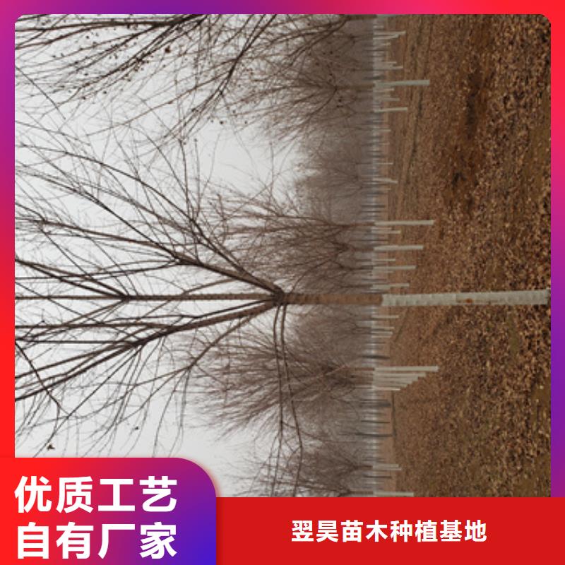 法桐秋紫白蜡您身边的厂家