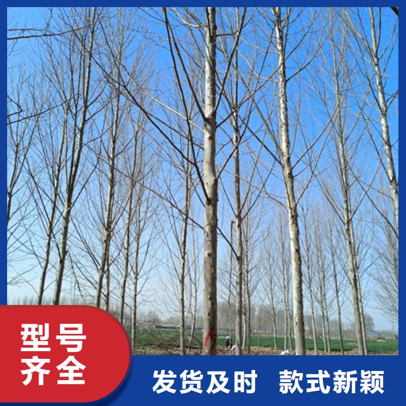 法桐,原生冠法桐品质不将就