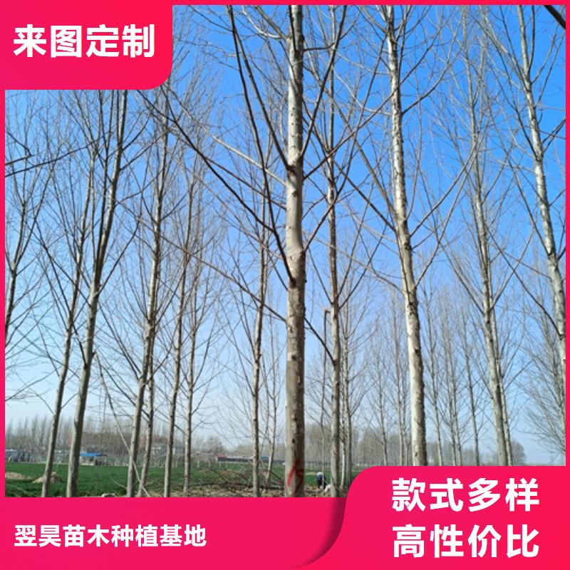 法桐小苗放心选择绿化乔木