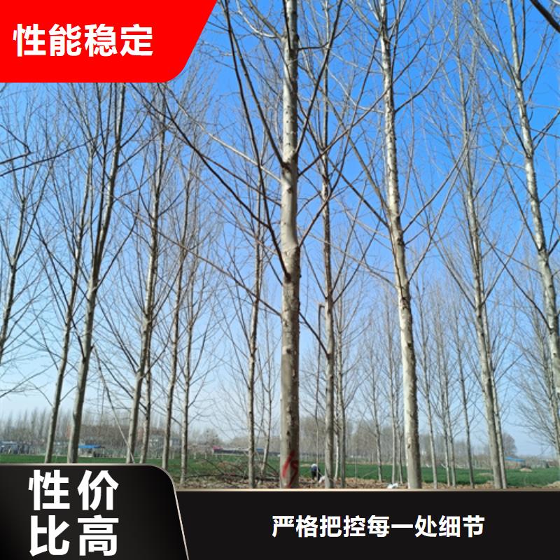 法桐行情直供
