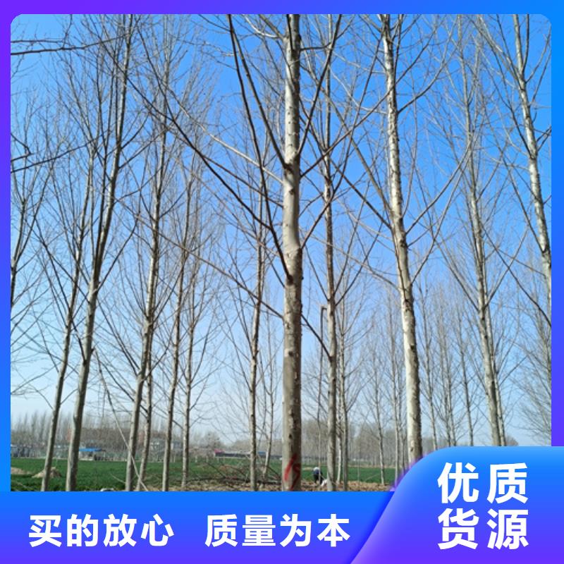 法桐国槐的简单介绍
