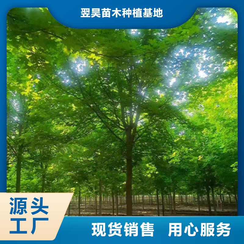 法桐价格诚信企业绿化苗木
