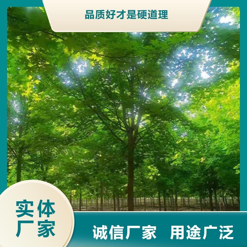 法桐小苗质保一年