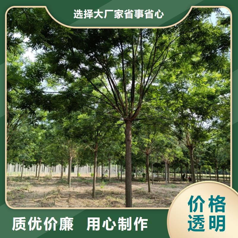 法桐行情生产厂家-批发