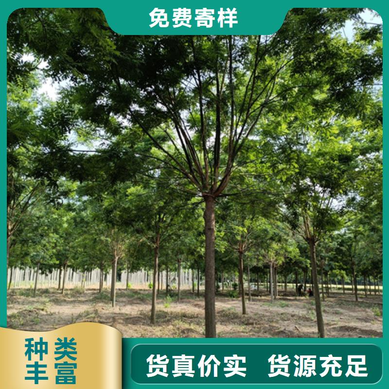 速生法桐基地绿化乔木