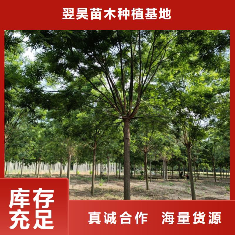 法桐小苗生产厂家-型号齐全