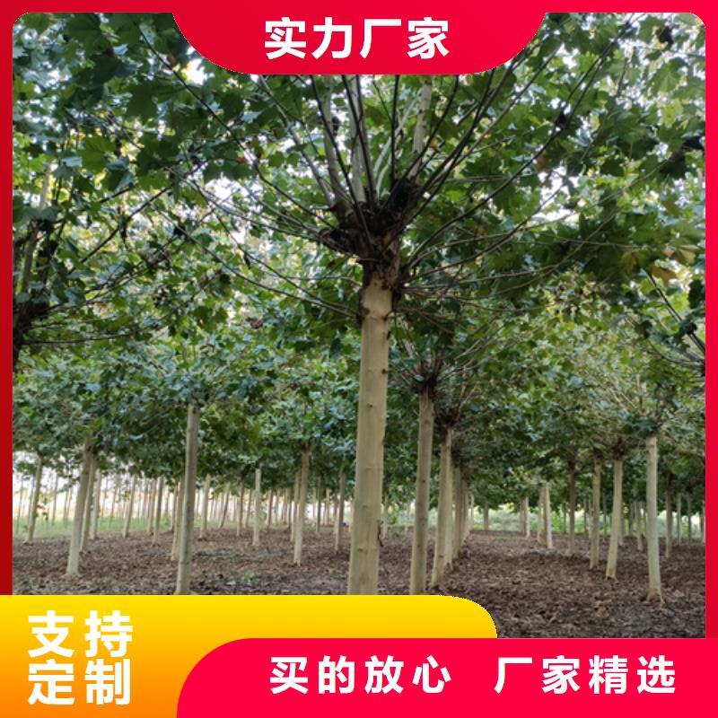 造型法桐放心购买绿化苗木